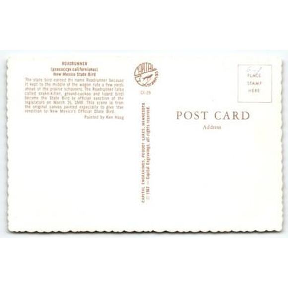 1967 New Mexico State Bird Roadrunner Postcard by Ken Haag - Picture 2 of 2